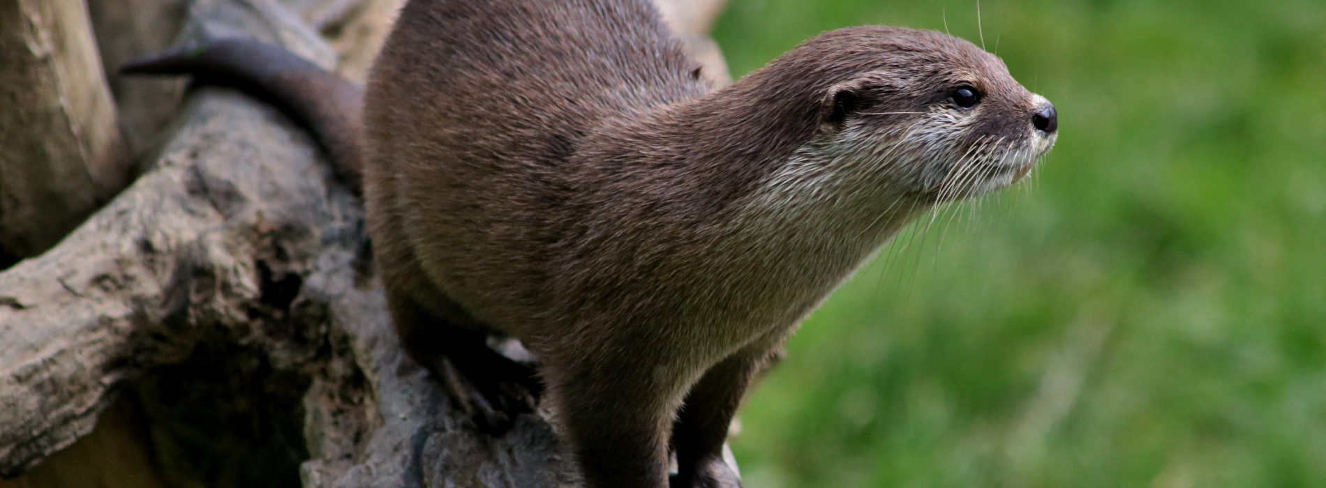 Condo Clawless Otter