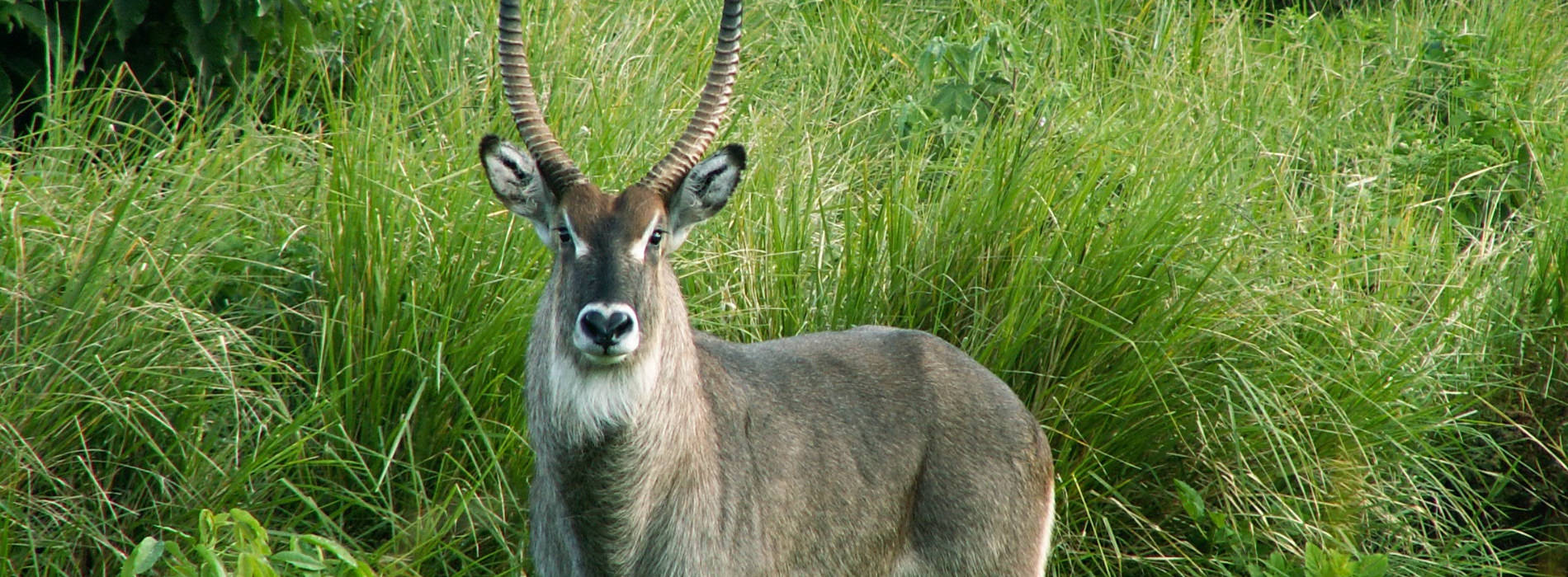 Defassa Waterbuck