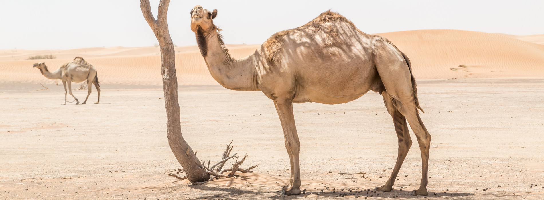 Dromedary Camel