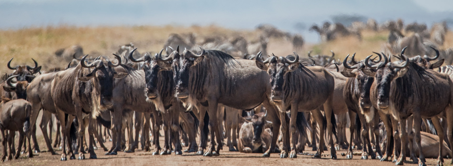 Eastern White-Bearded Wildebeest