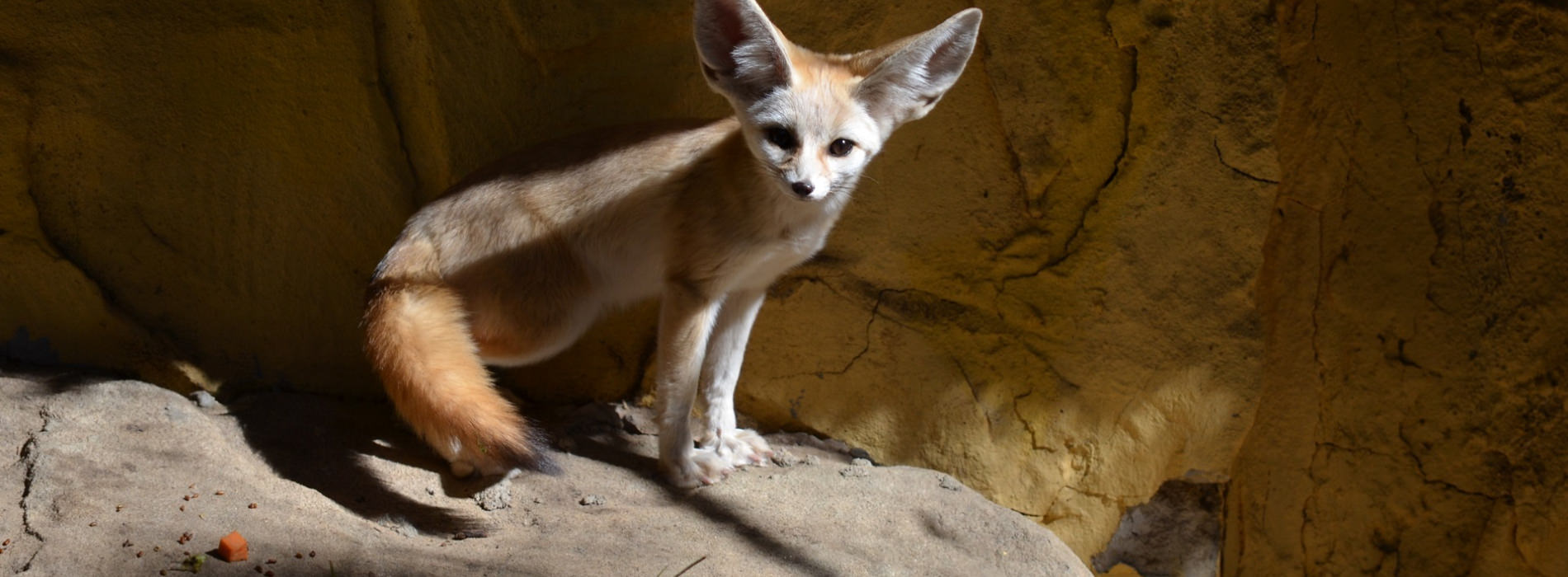 Fennec Fox