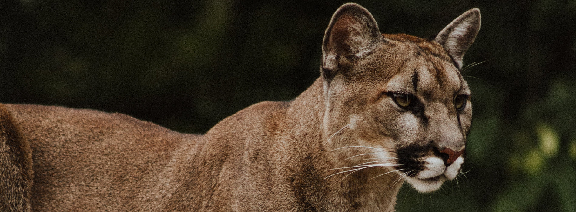 Florida Panther