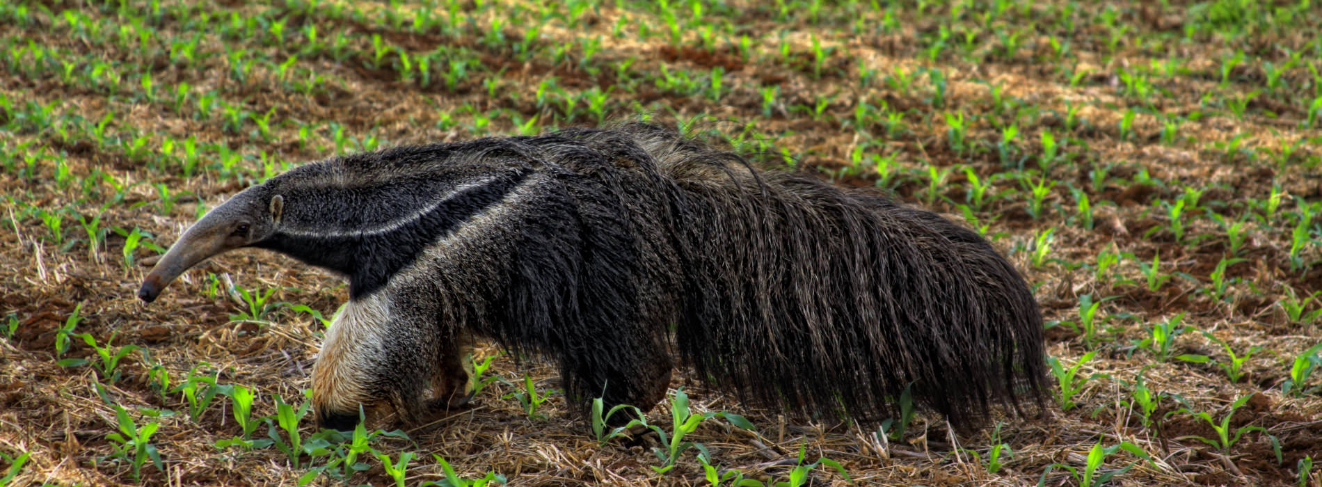 Giant Anteater