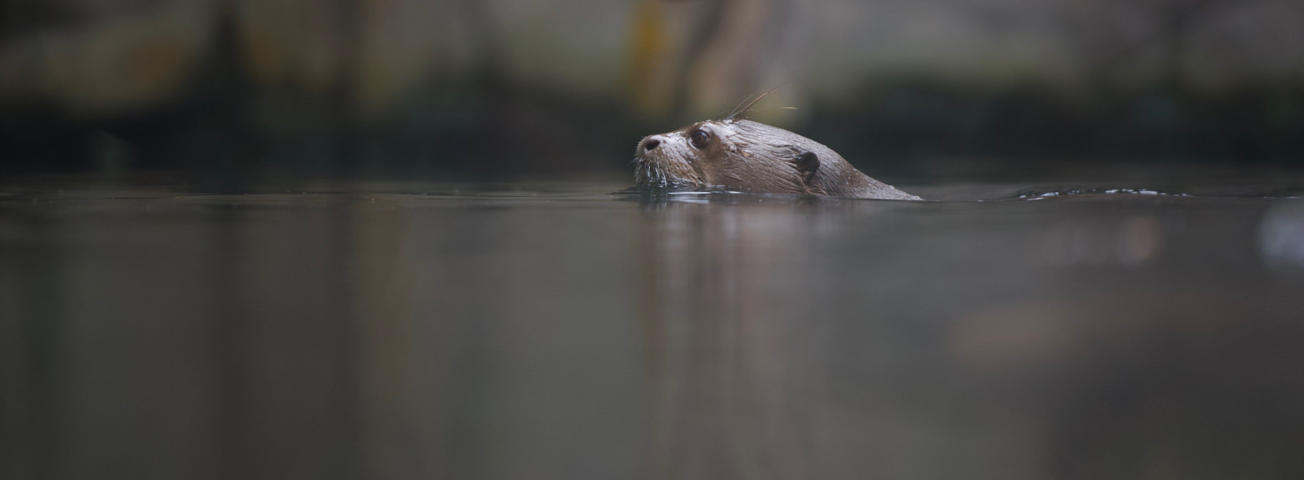 Giant River Otter