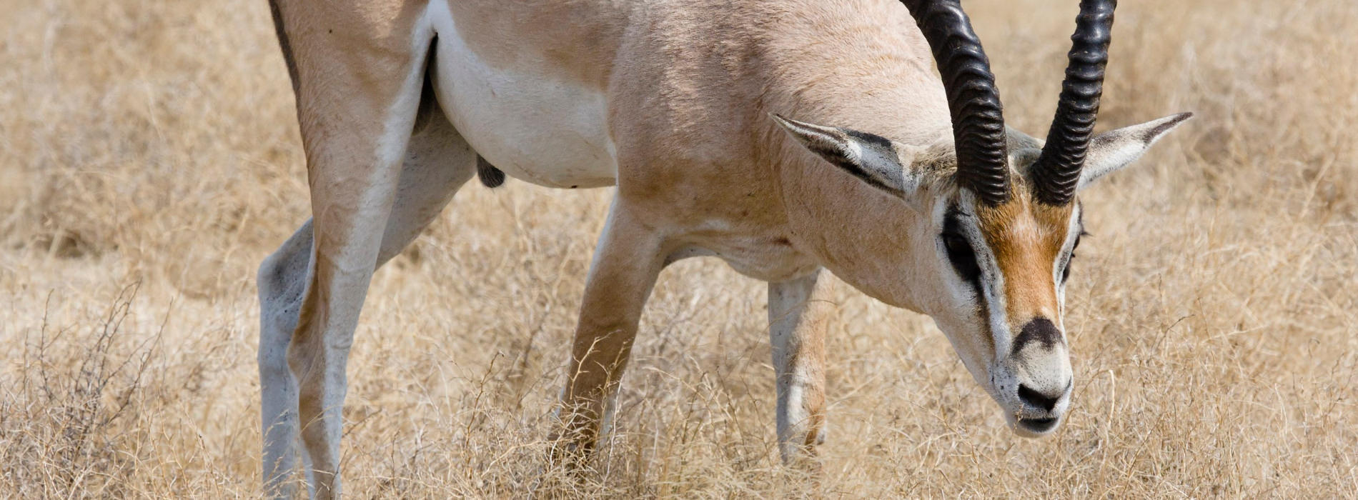 Grants Gazelle