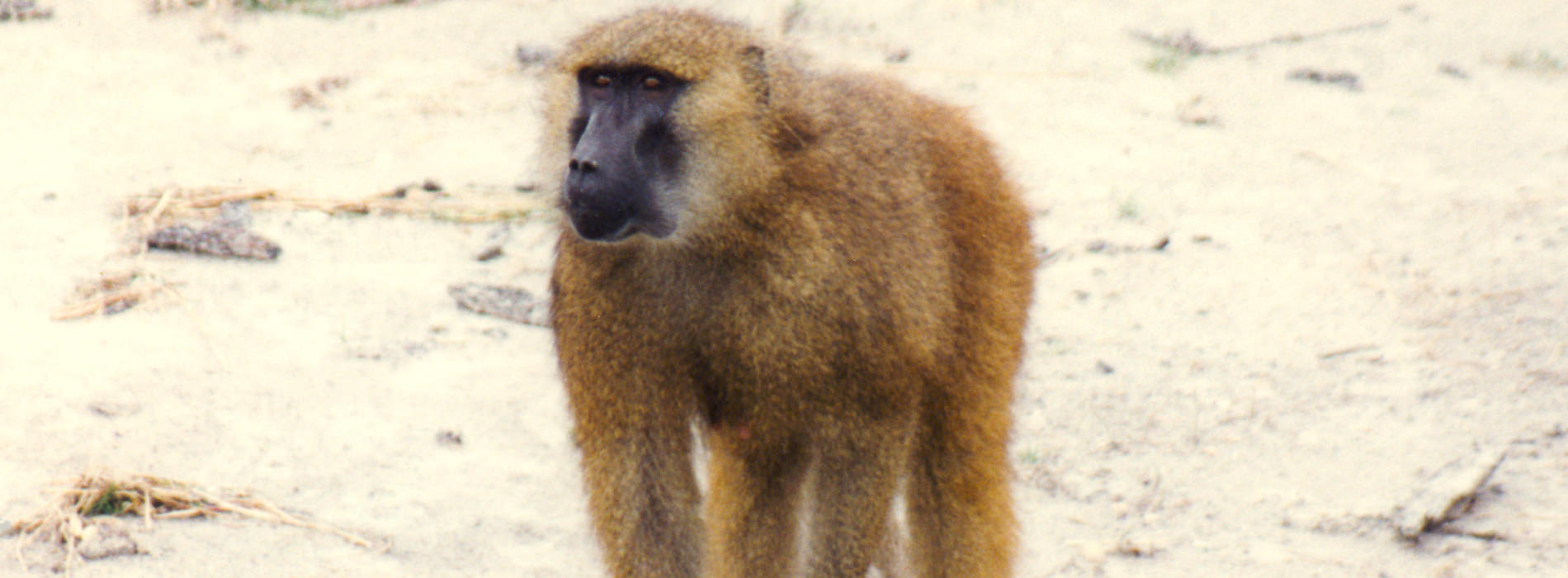 Guinea Baboon