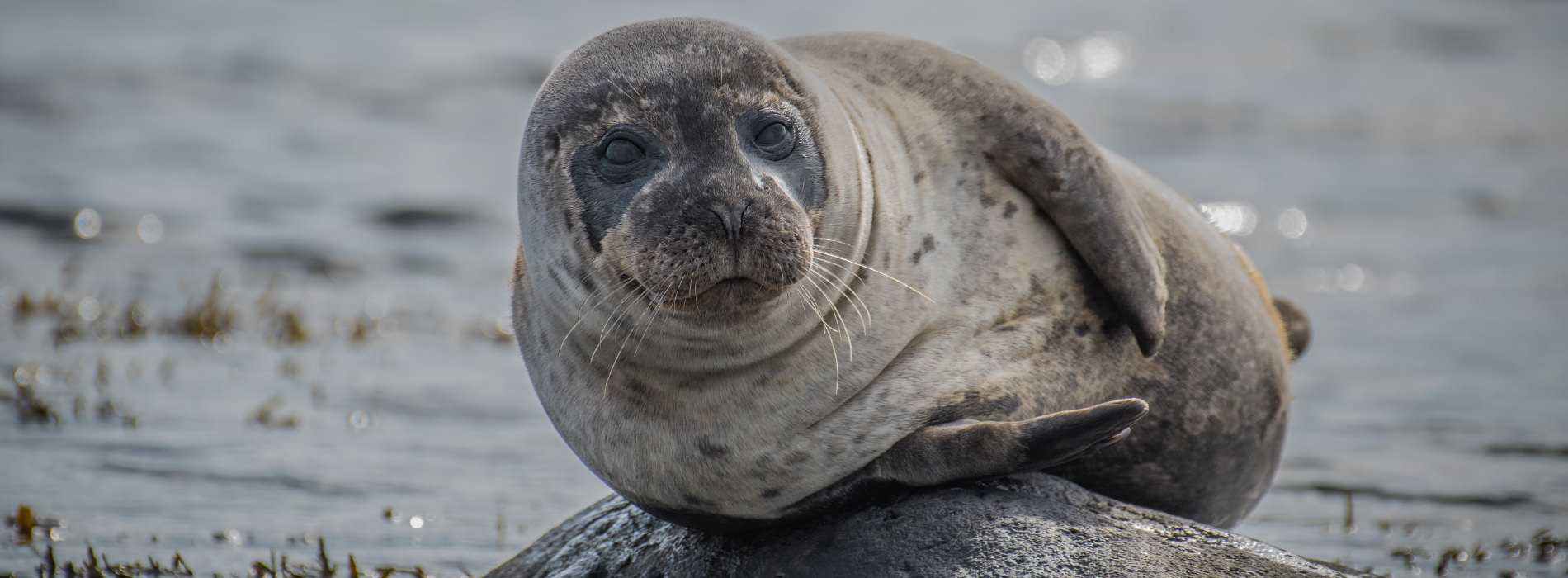 Harbor Seal