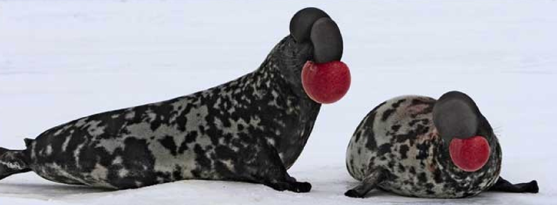 Hooded Seal