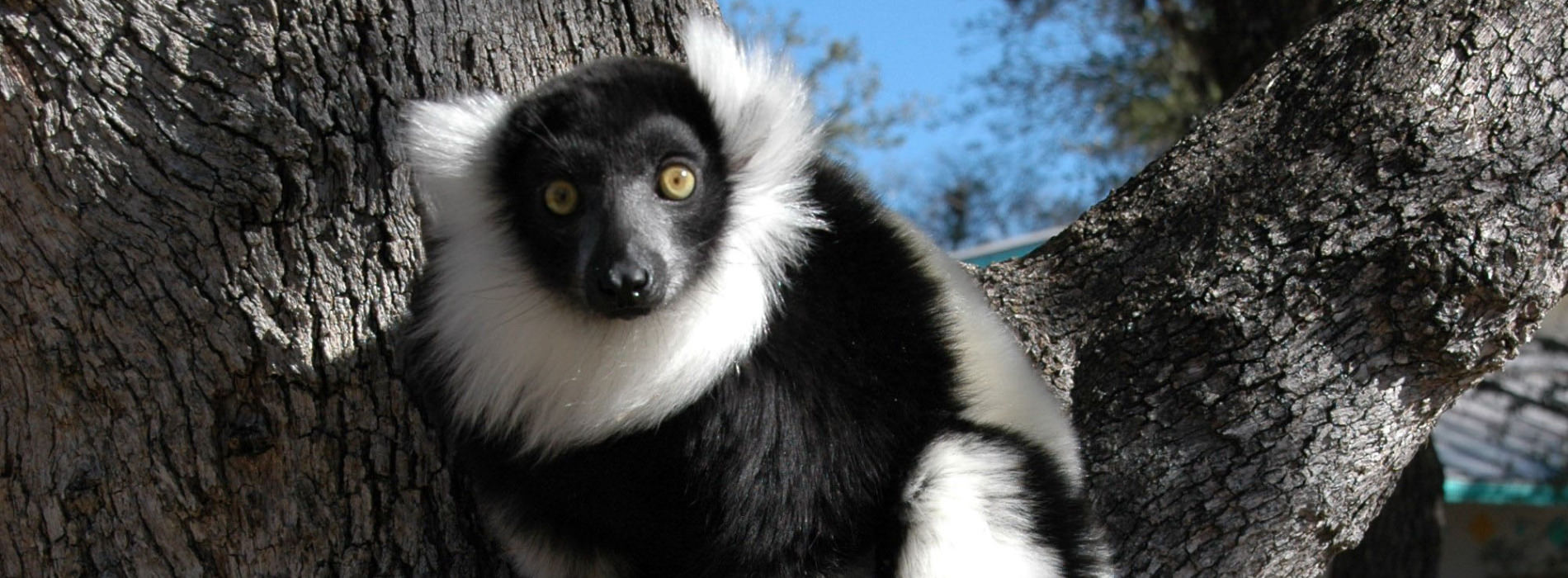 Lemurs