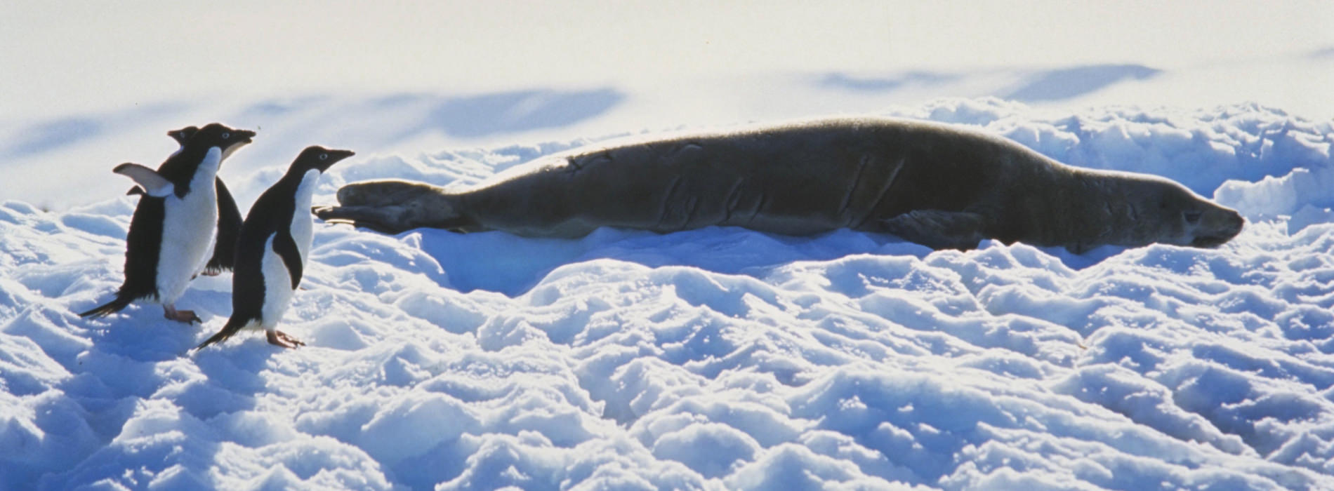 Leopard Seal