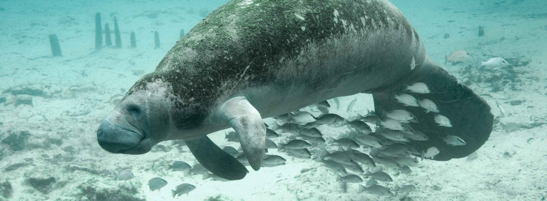 Manatees