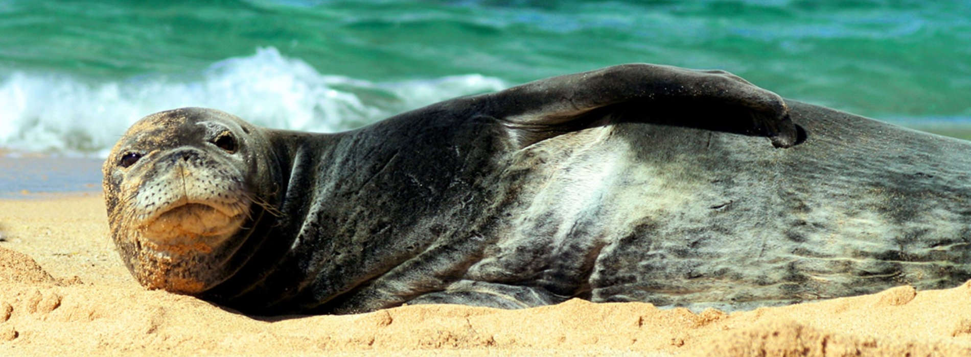 Monk Seal