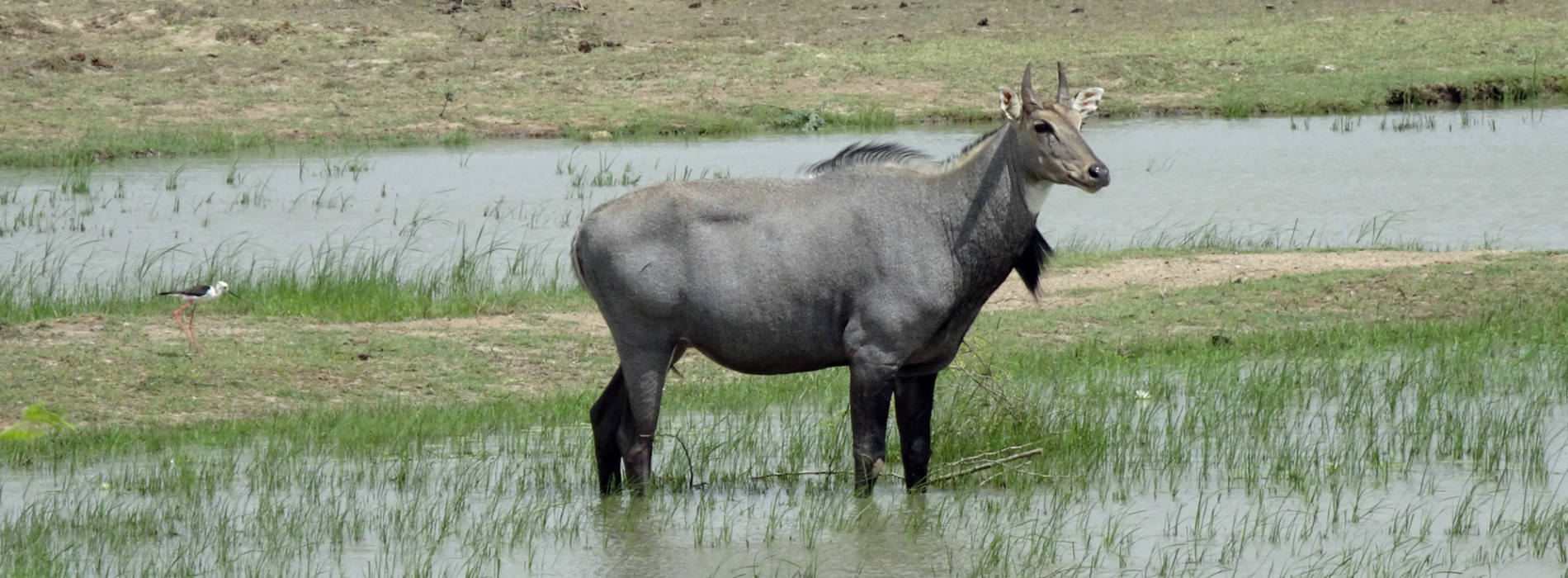 Nilgai