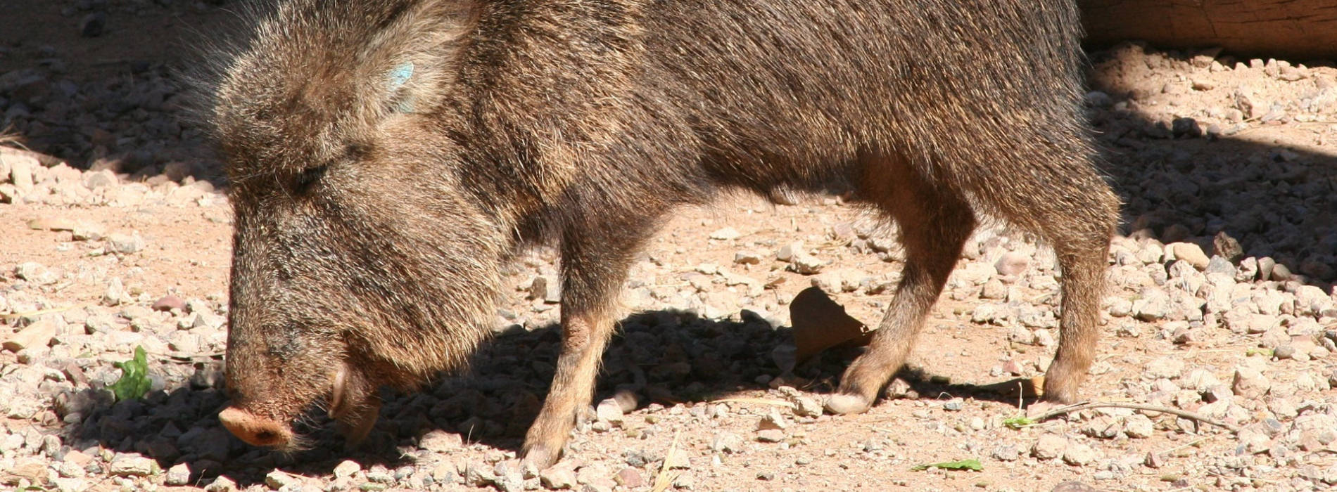 Peccaries