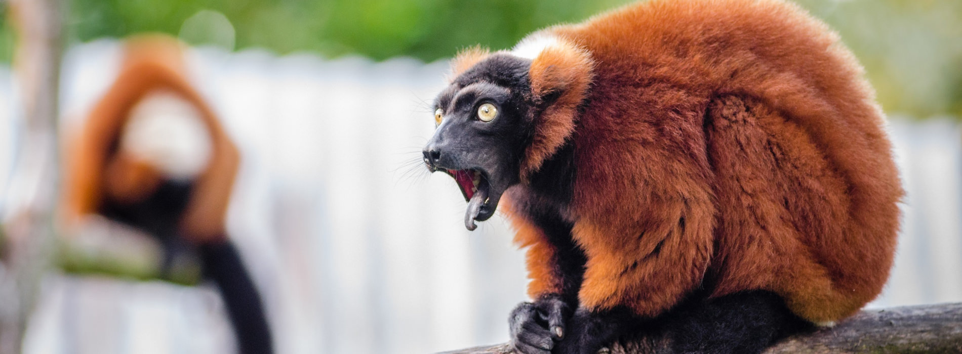 Red-Ruffed Lemur