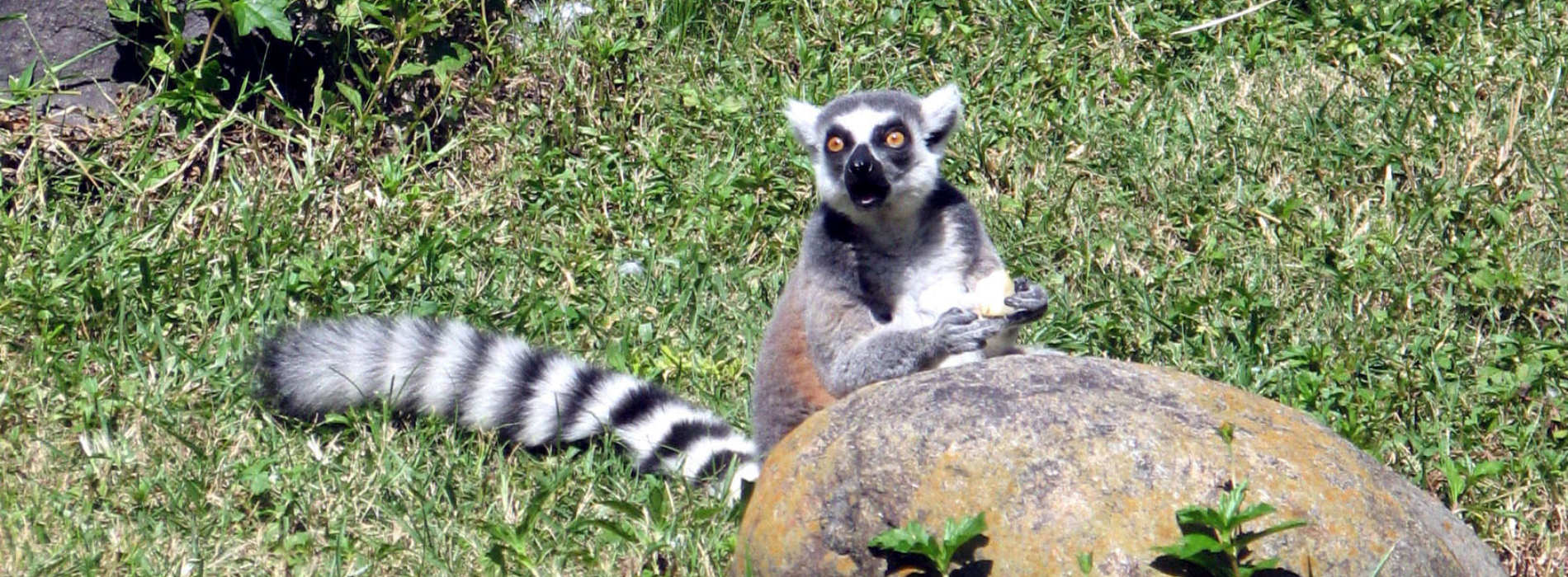 Ring-Tailed Lemur