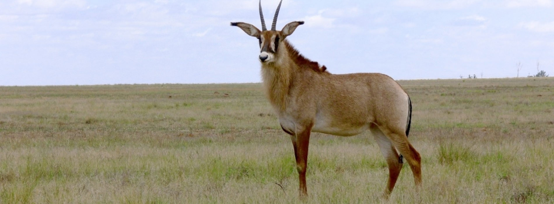 Roan Antelope