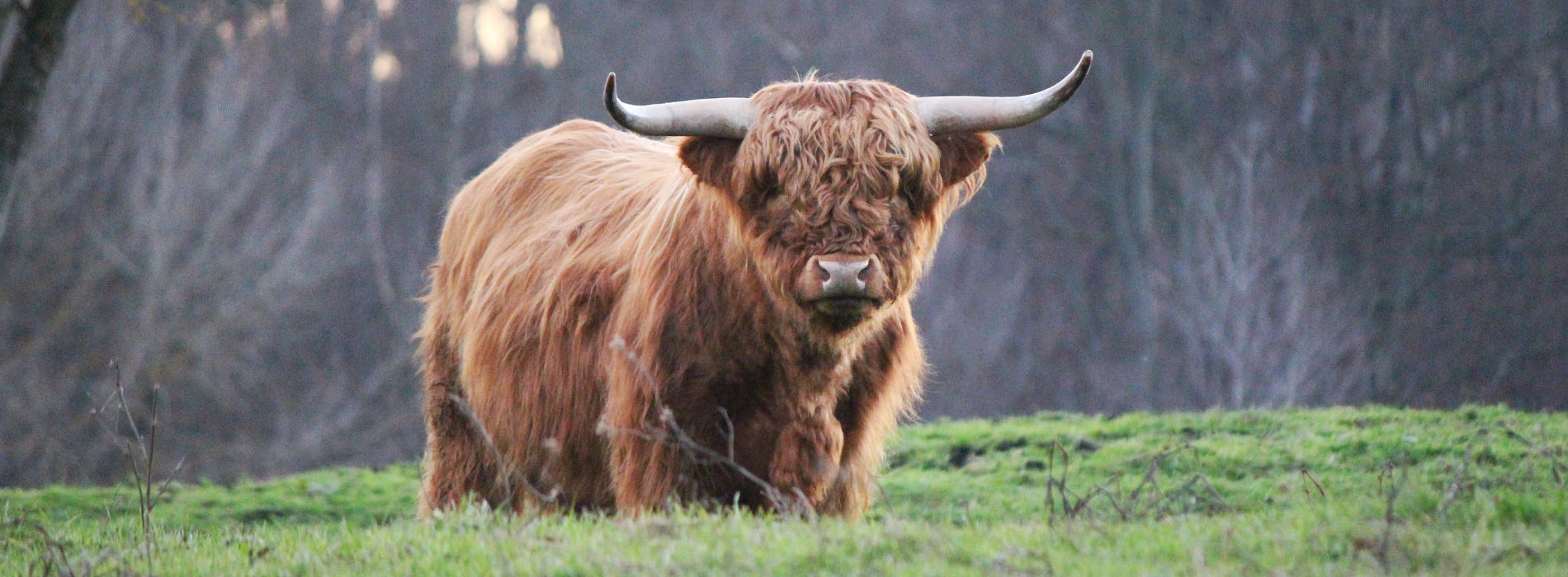 Scottish Highland Cattle