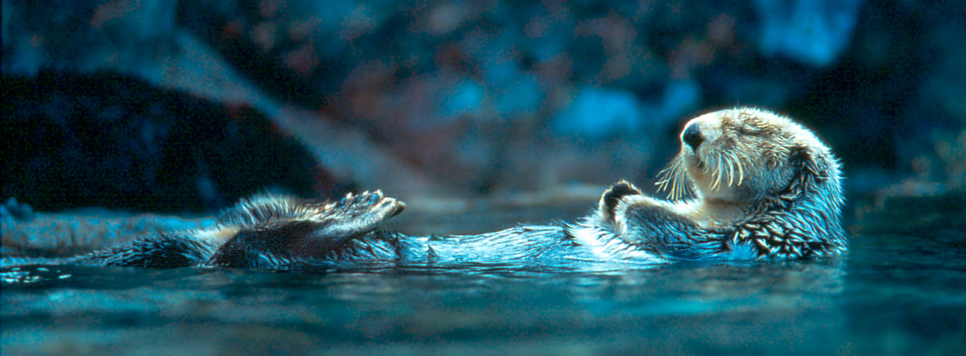 Sea Otter