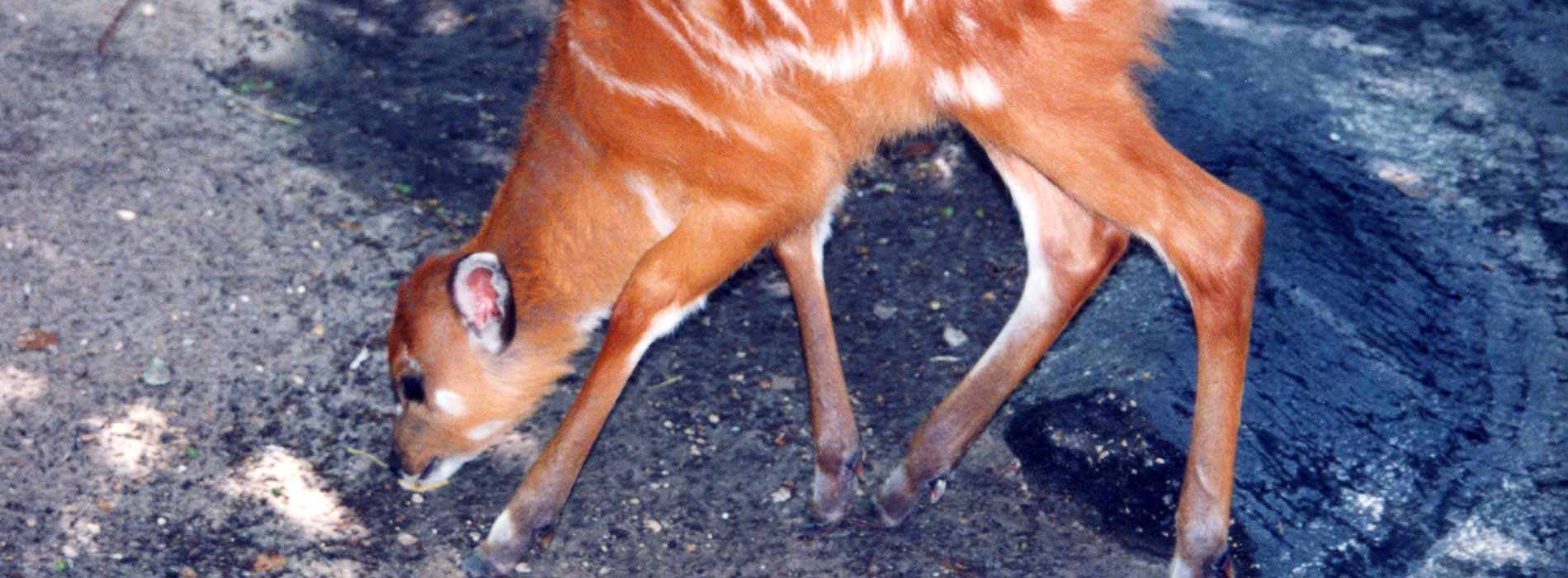 Sitatunga Antelope