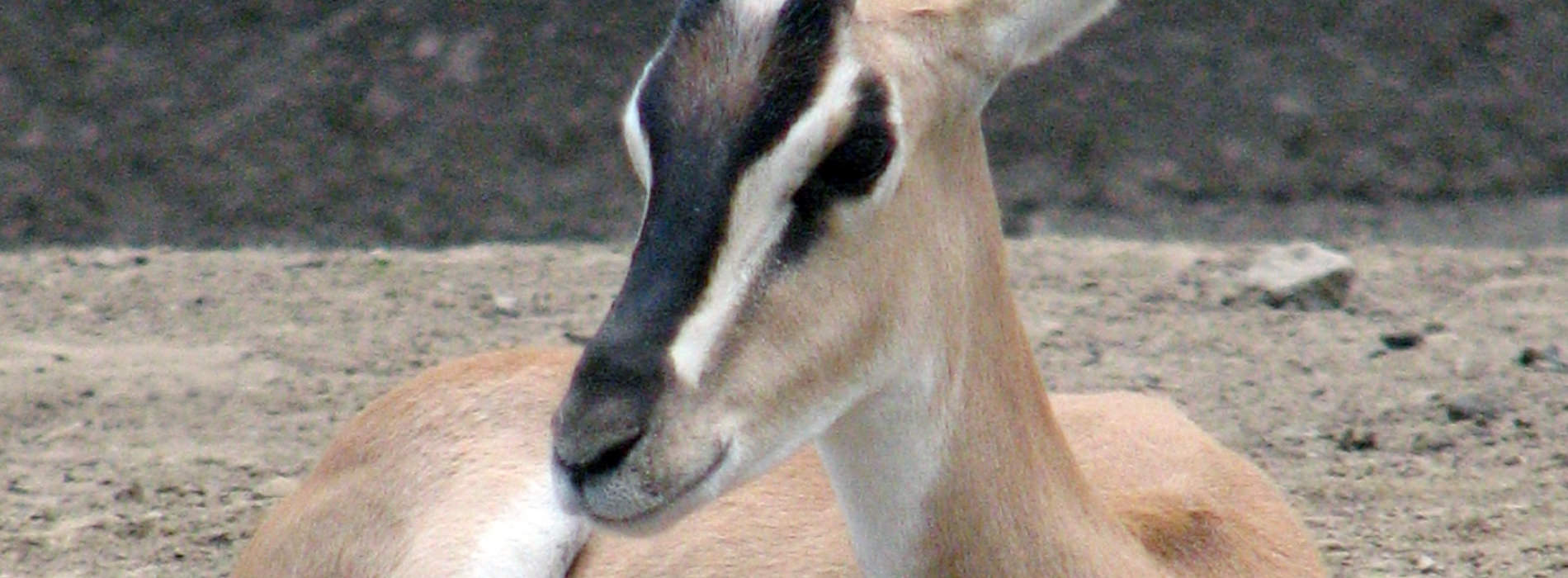 Soemmerrings Gazelle