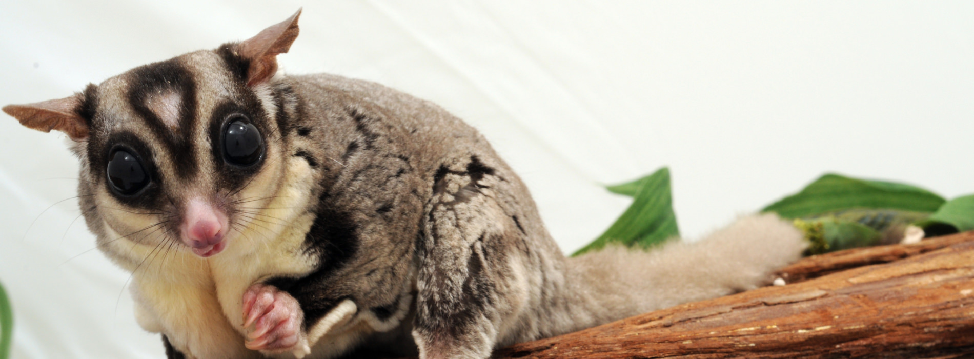 Sugar Glider