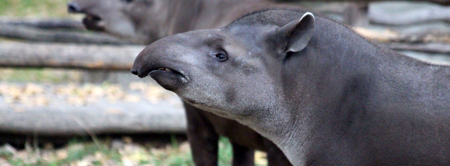 Tapirs