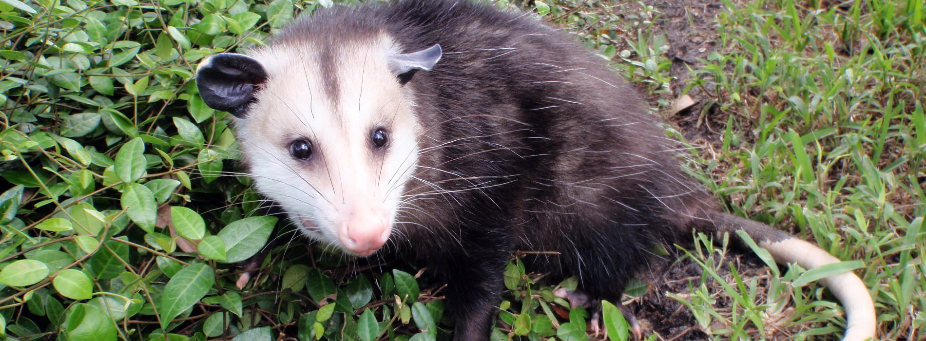 Virginia Opossum