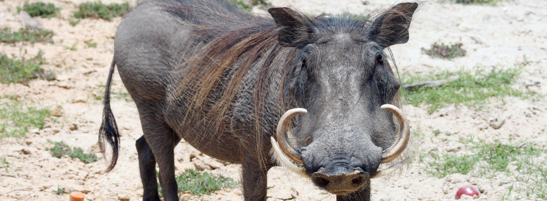 Warthog