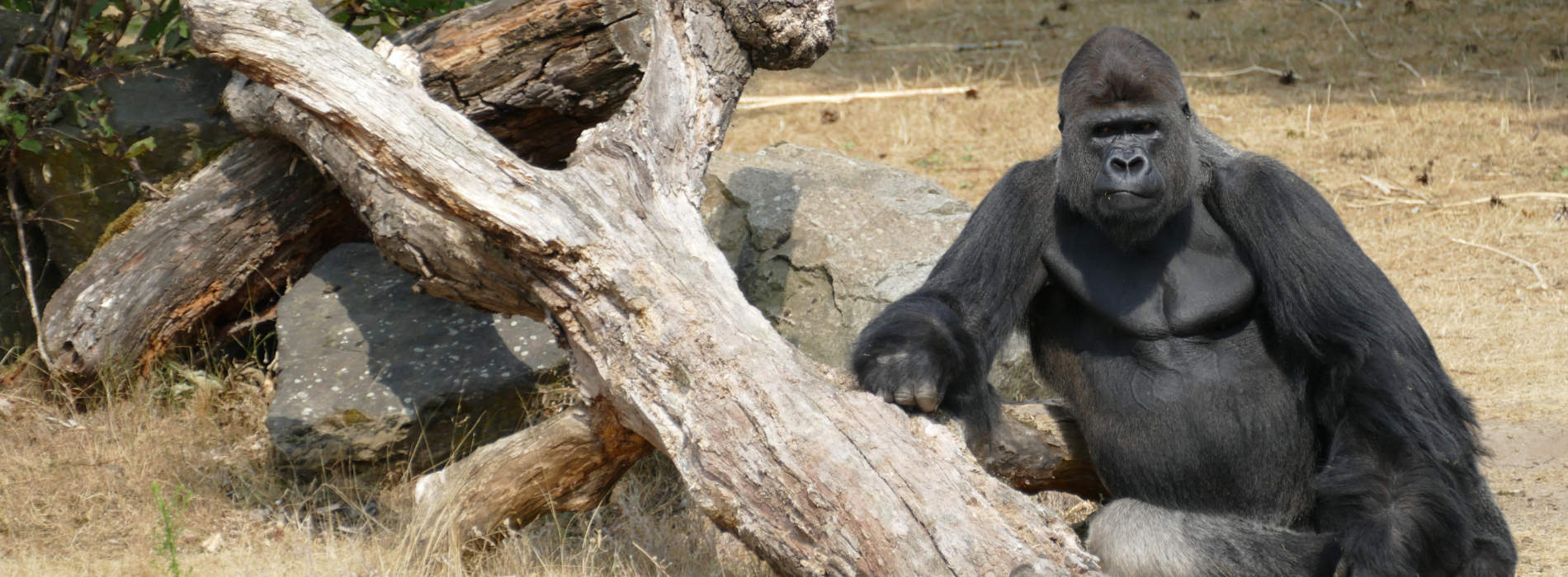 Western Lowland Gorilla