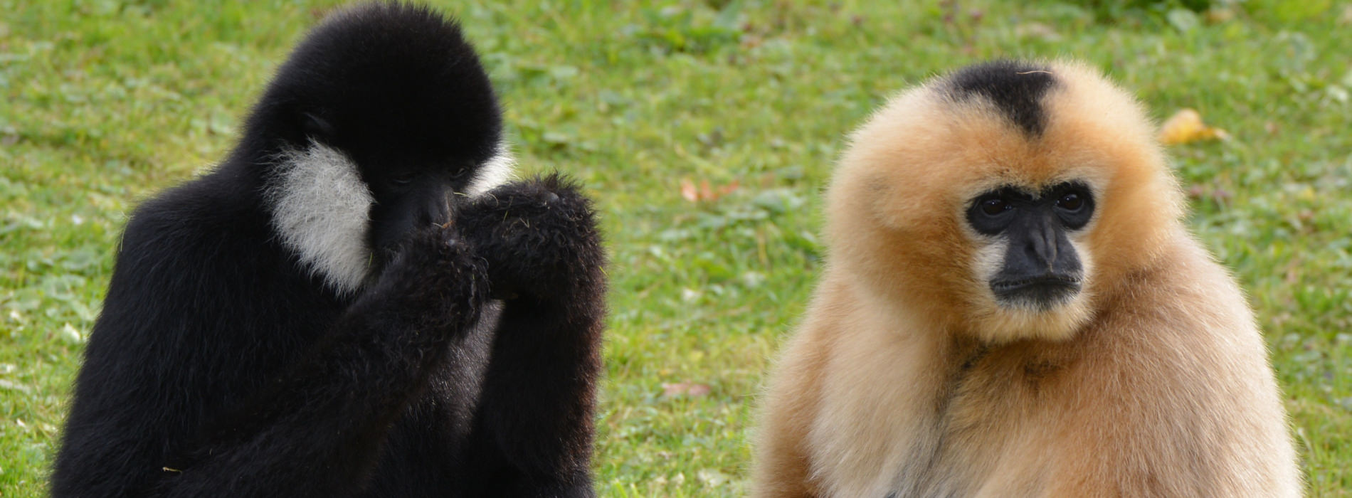 White-Cheeked Gibbon