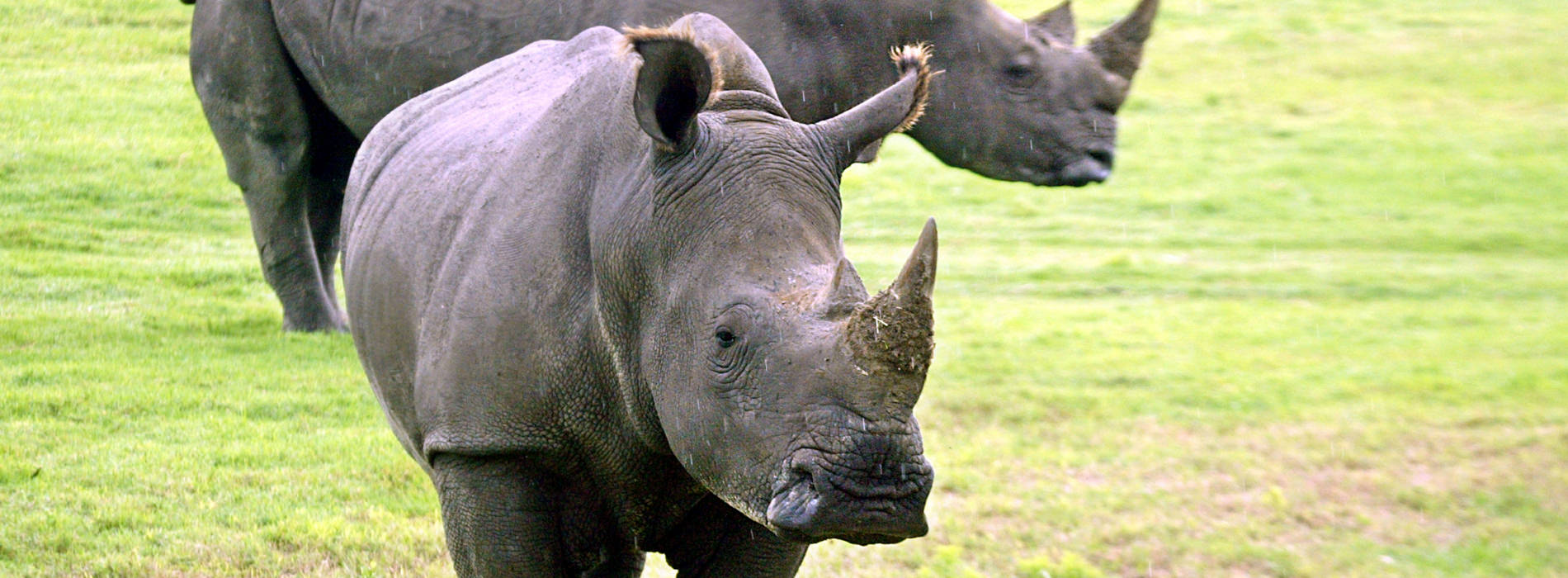 White Rhinoceros