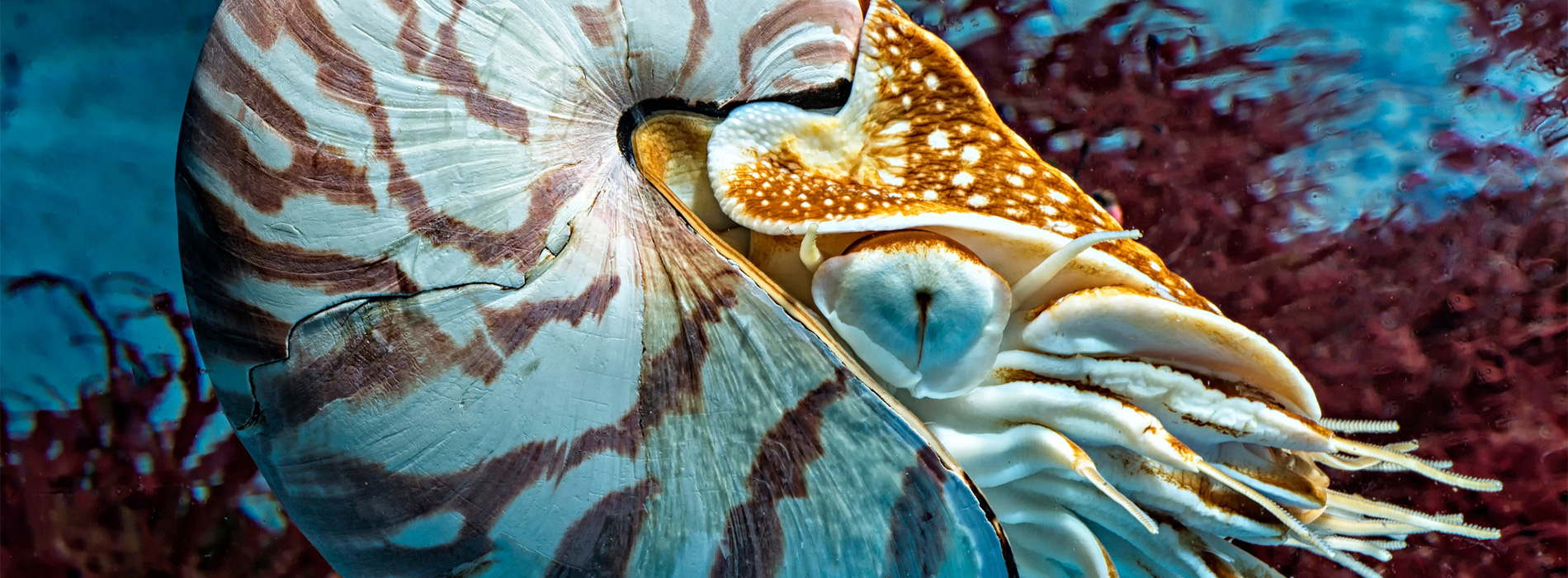 Nautilus