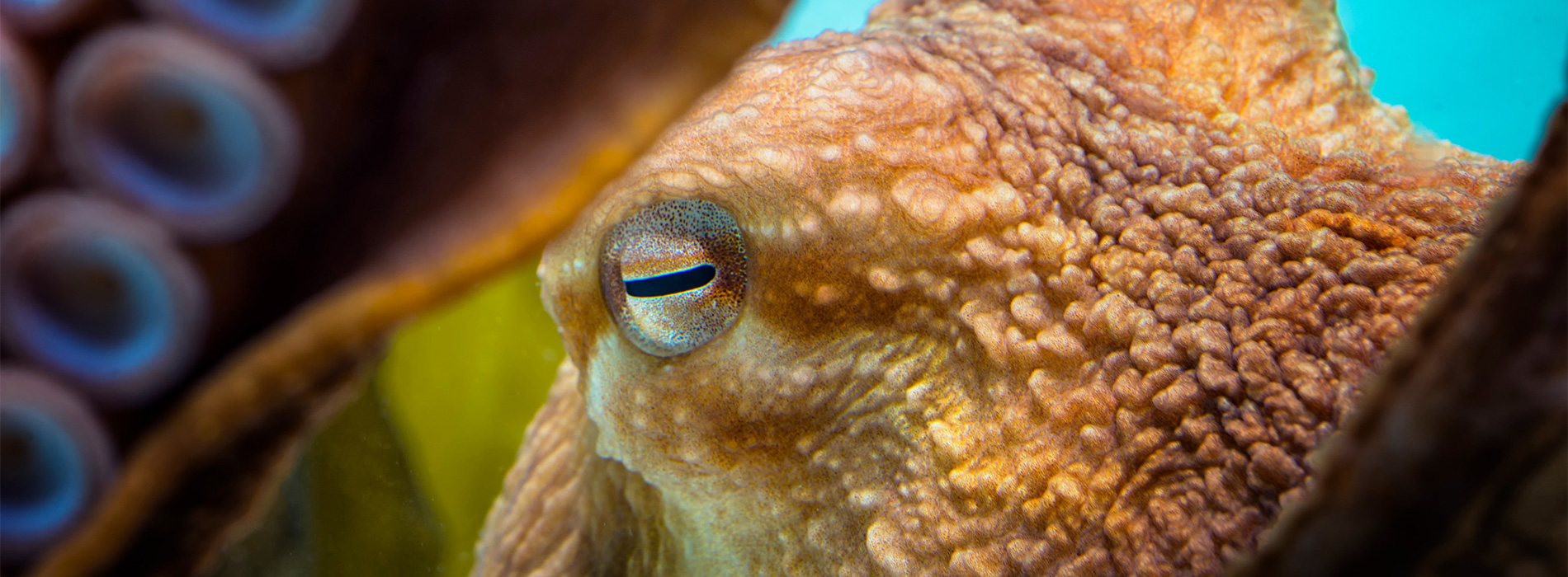 Octopus