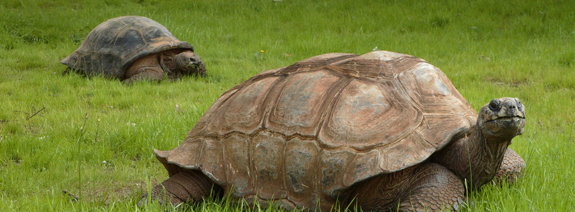 Aldabra Tortoise
