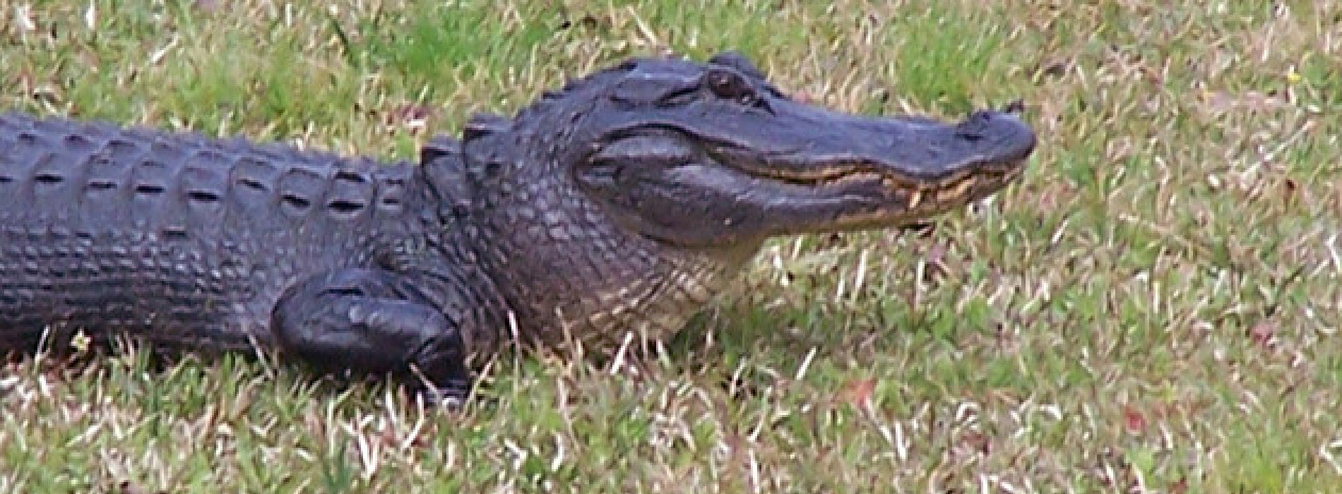American Alligator