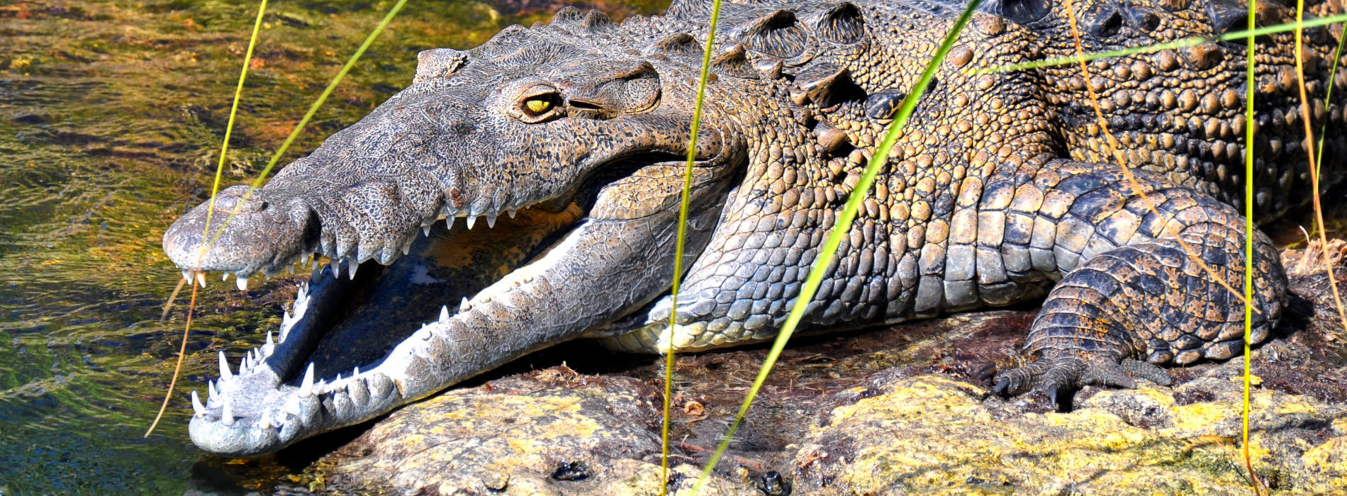 American Crocodile