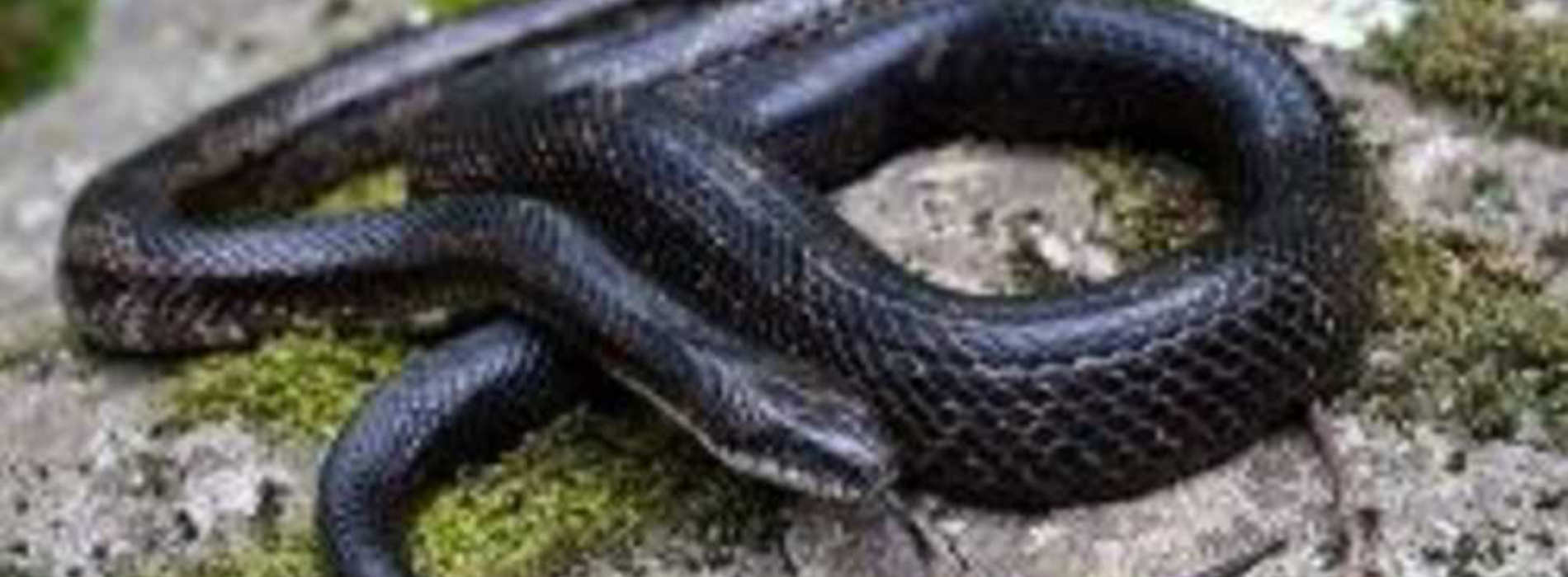 Black Rat Snake