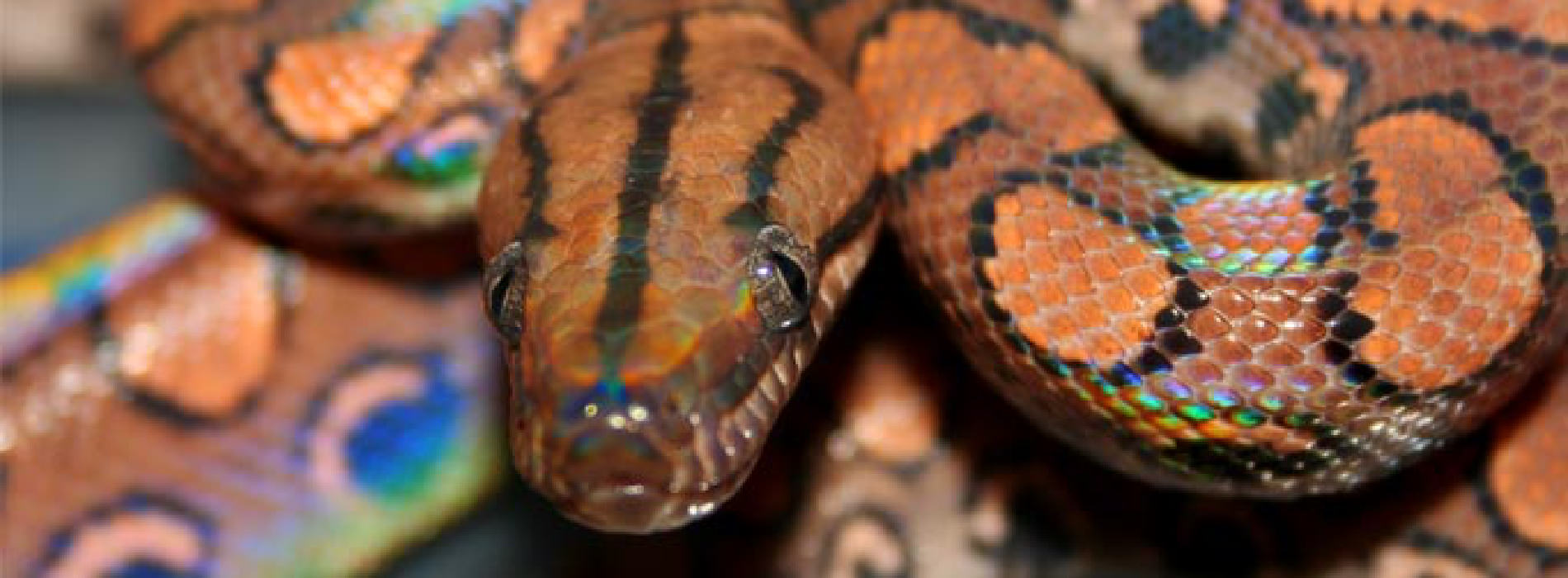 Brazilian Rainbow Boa