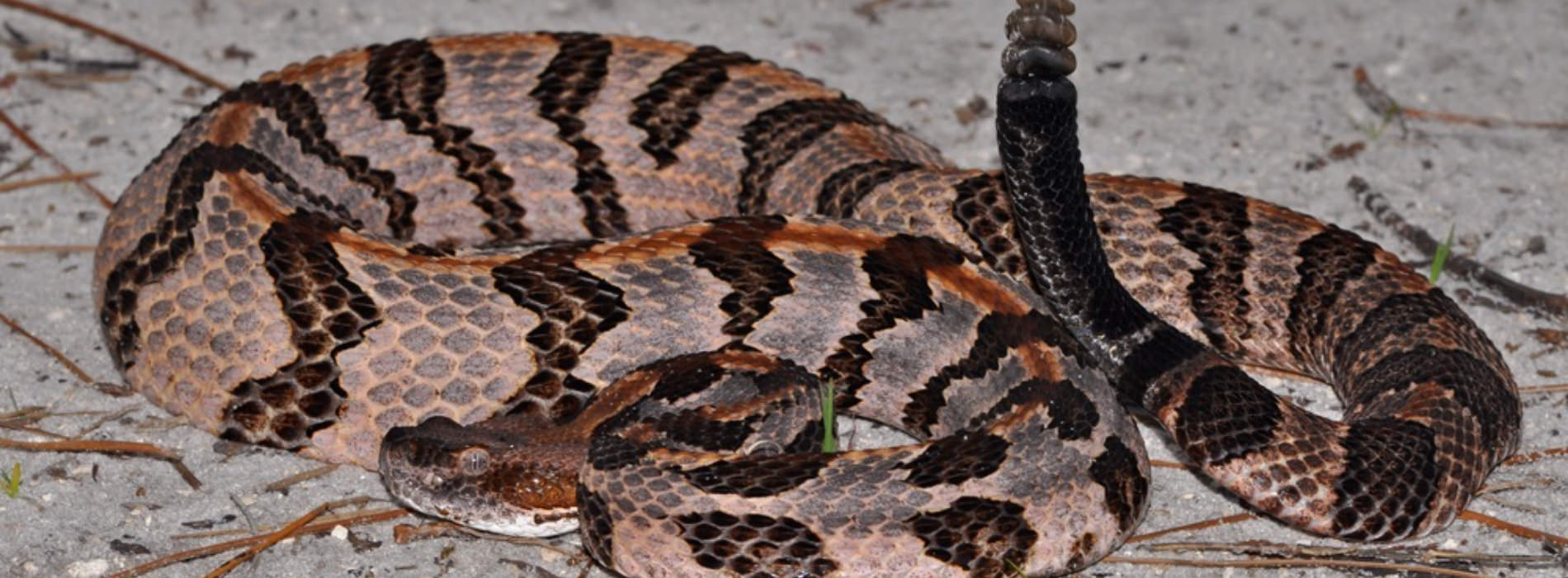 Canebrake Rattlesnake