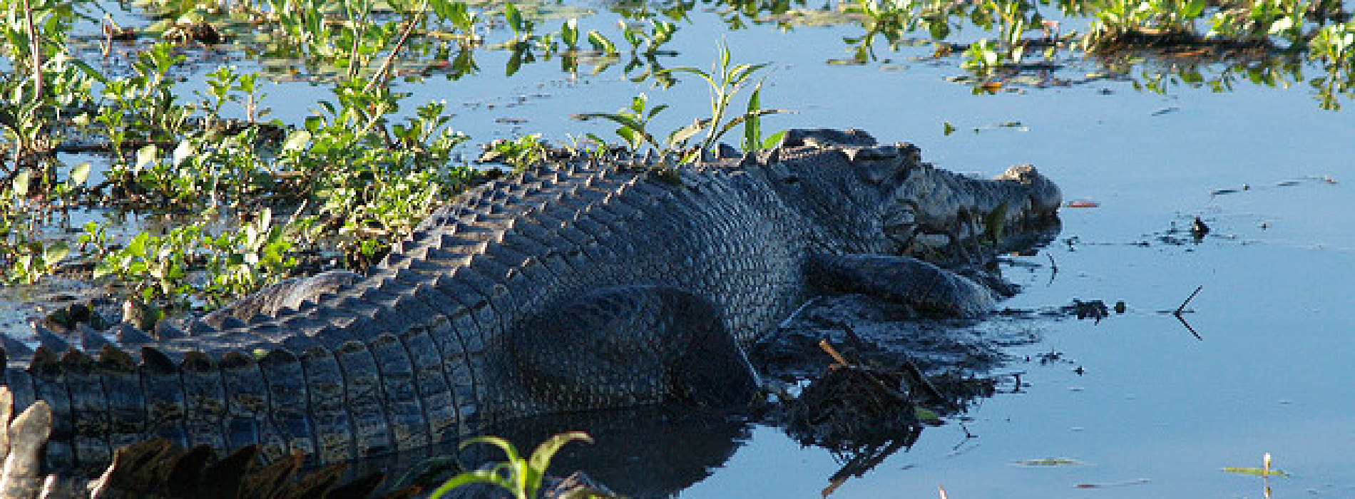 Crocodiles And Alligators