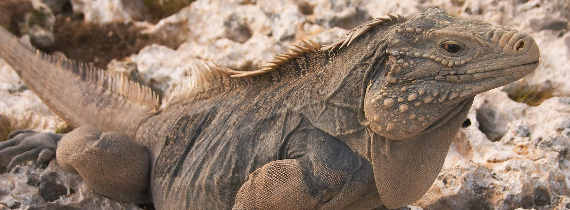 Cuban Iguana