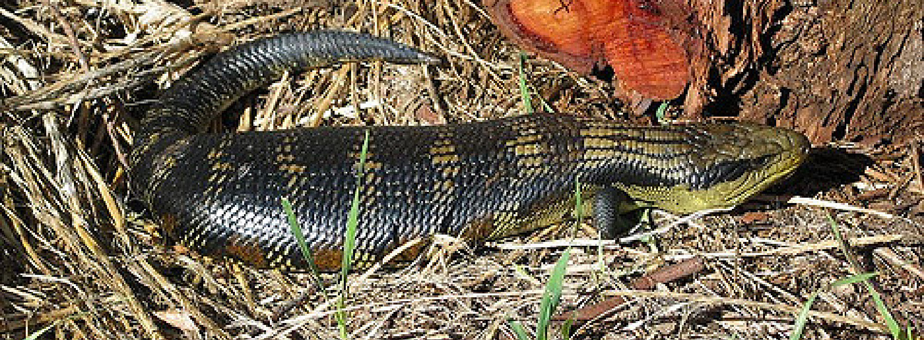 Eastern Blue Tongued Skink