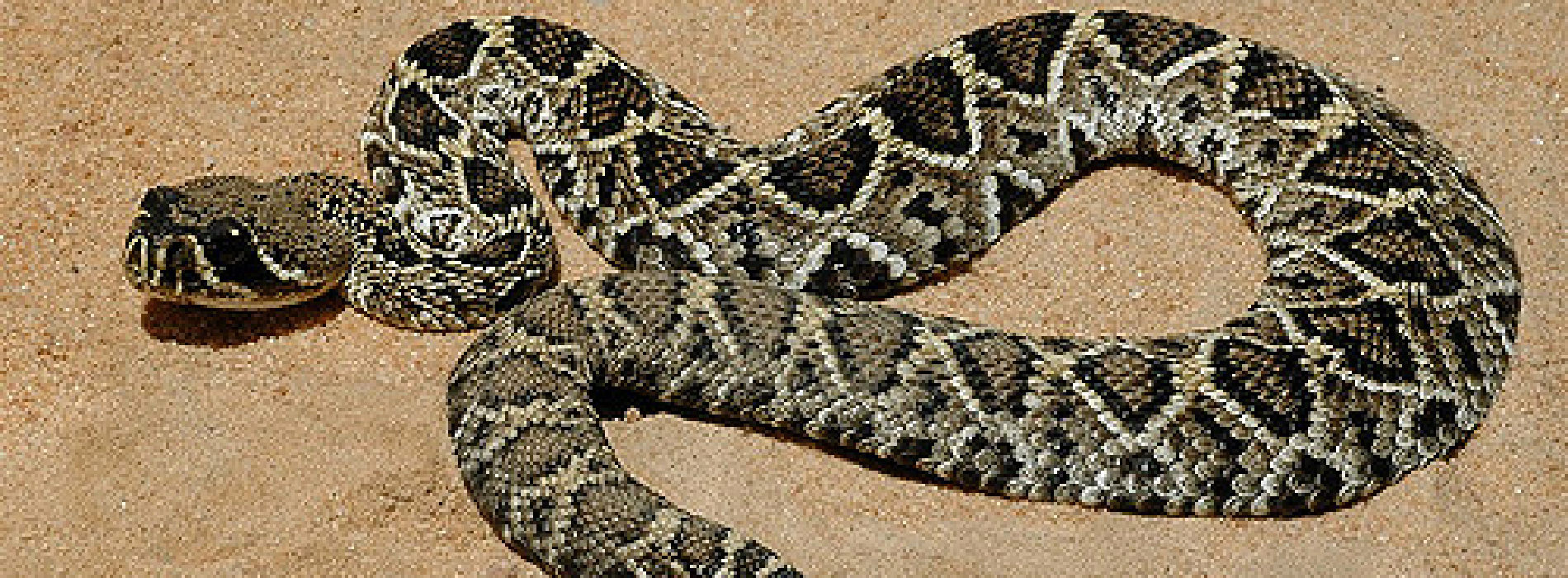 Eastern Diamondback Rattlesnake