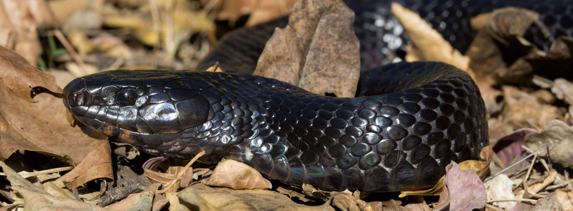 Eastern Indigo Snake