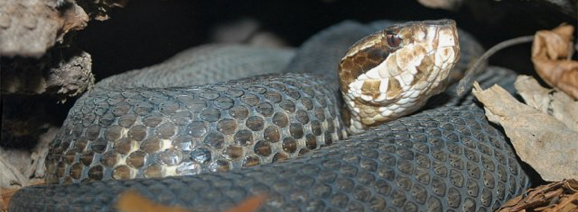 Florida Cottonmouth
