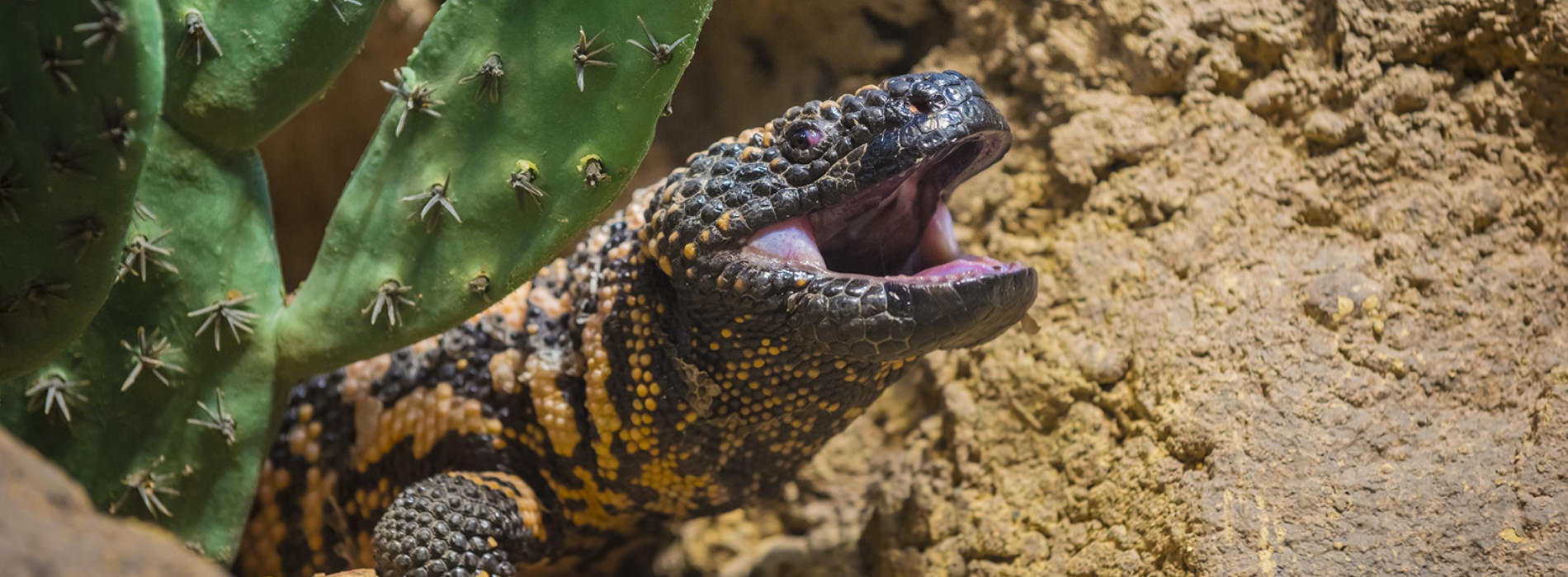 Gila Monster