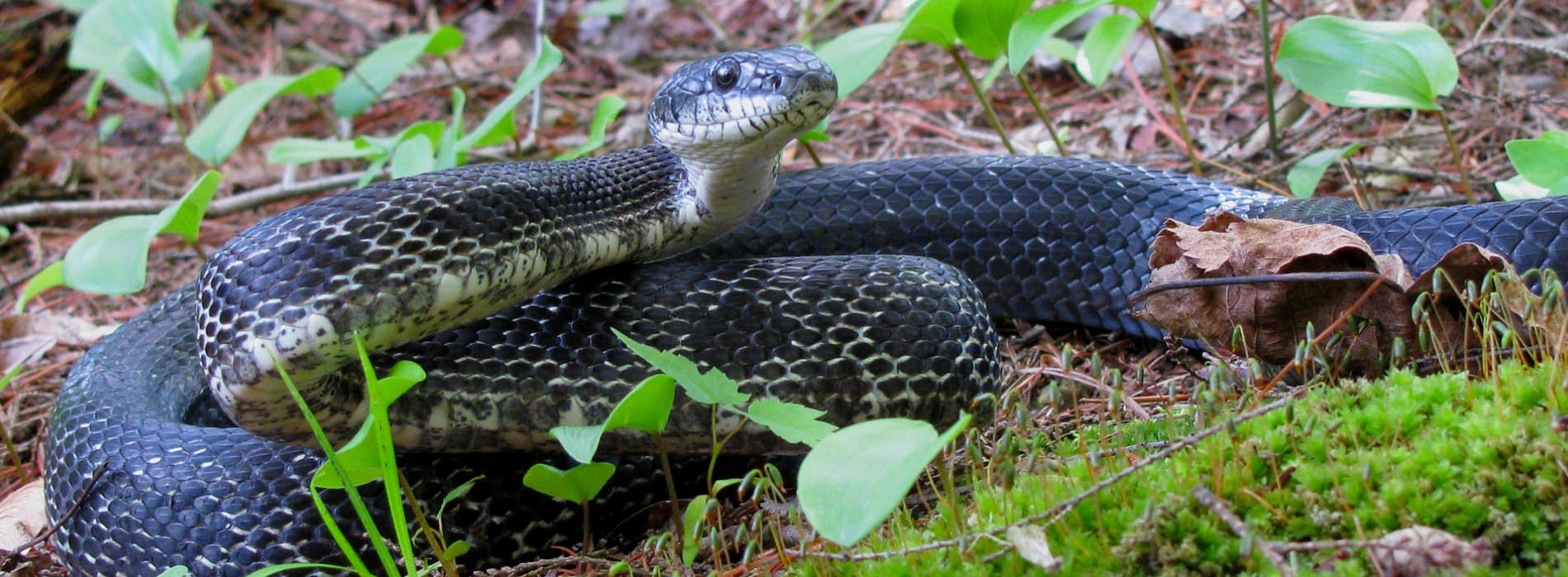 Gray Rat Snake