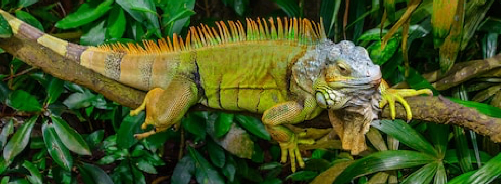 Green Iguana