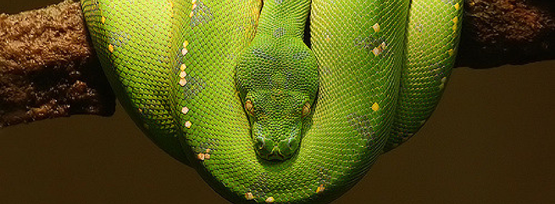Green Tree Python